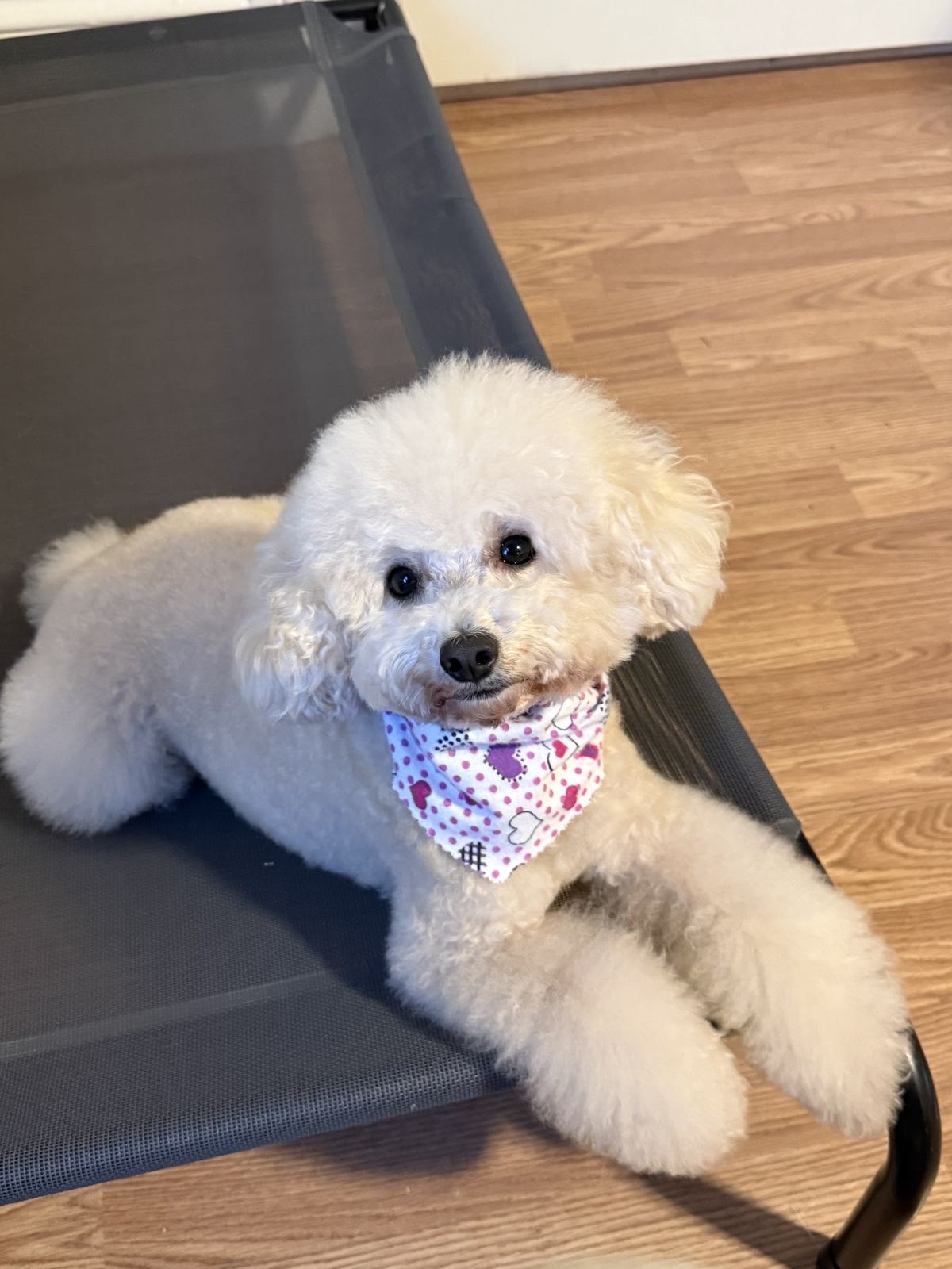 Freshly groomed white bichon with a rounded teddy face and a heart-print bandana