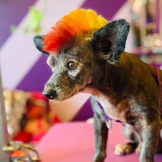 Small dog with a rainbow-colored mohawk in front of the salon’s purple striped wall