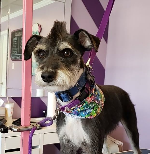 Schnauzer mix with a fresh trim and a colorful bandana on the grooming table