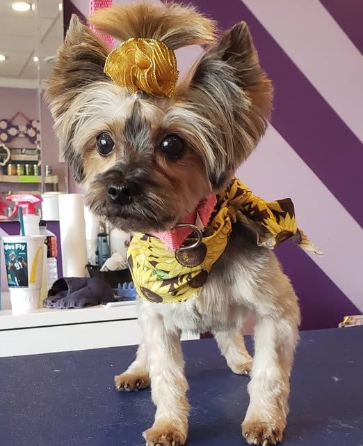 Yorkshire terrier with a gold bow topknot and sunflower bandana after grooming